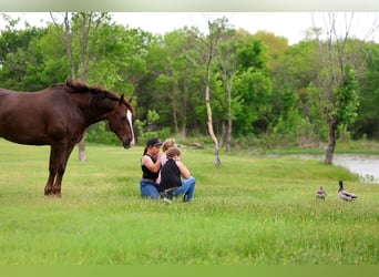 American Quarter Horse, Gelding, 6 years, Sorrel
