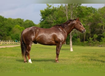 American Quarter Horse, Gelding, 6 years, Sorrel