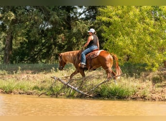 American Quarter Horse Mix, Gelding, 6 years, Sorrel