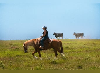 American Quarter Horse Mix, Gelding, 6 years, Sorrel