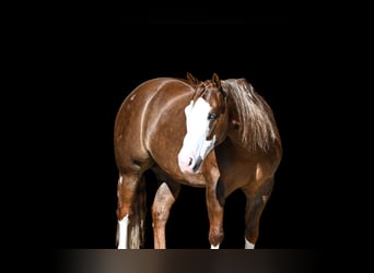 American Quarter Horse, Gelding, 6 years, Sorrel