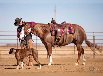 American Quarter Horse, Gelding, 6 years, Sorrel