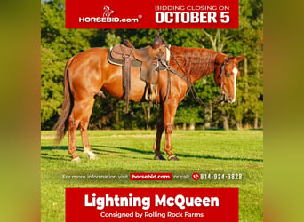 American Quarter Horse, Gelding, 6 years, Sorrel