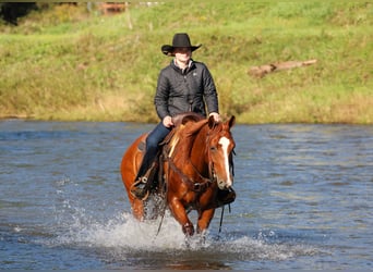 American Quarter Horse, Gelding, 6 years, Sorrel