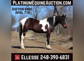 American Quarter Horse, Gelding, 6 years, Tobiano-all-colors