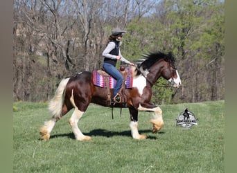 American Quarter Horse, Gelding, 6 years, Tobiano-all-colors