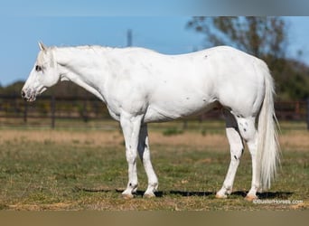 American Quarter Horse, Gelding, 6 years, White