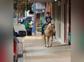 American Quarter Horse, Gelding, 7 years, 12,2 hh, Palomino