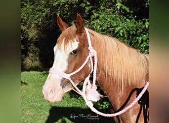 American Quarter Horse, Gelding, 7 years, 13.1 hh, Roan-Red
