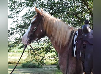 American Quarter Horse, Gelding, 7 years, 13.1 hh, Roan-Red