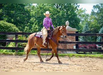 American Quarter Horse, Gelding, 7 years, 13.2 hh, Brown