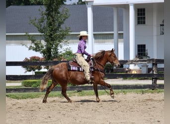 American Quarter Horse, Gelding, 7 years, 13.2 hh, Brown