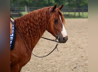American Quarter Horse, Gelding, 7 years, 13.2 hh, Chestnut