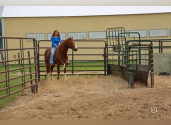 American Quarter Horse, Gelding, 7 years, 13.2 hh, Chestnut