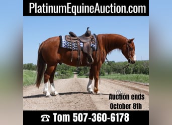 American Quarter Horse, Gelding, 7 years, 13.2 hh, Chestnut