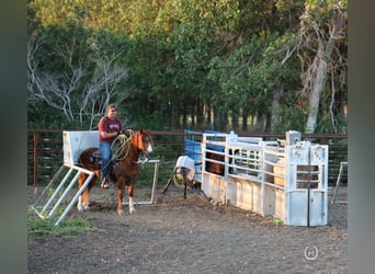 American Quarter Horse, Gelding, 7 years, 13.2 hh, Chestnut