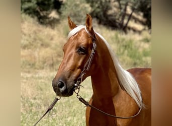 American Quarter Horse, Gelding, 7 years, 13.3 hh, Palomino