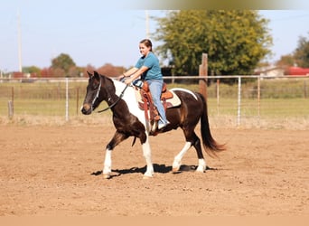 American Quarter Horse, Gelding, 7 years, 13.3 hh, Pinto