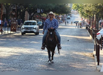 American Quarter Horse, Gelding, 7 years, 13 hh, Bay