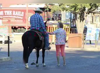 American Quarter Horse, Gelding, 7 years, 13 hh, Bay