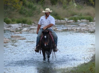 American Quarter Horse, Gelding, 7 years, 13 hh, Bay