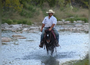 American Quarter Horse, Gelding, 7 years, 13 hh, Bay