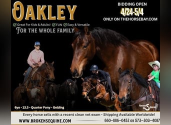 American Quarter Horse, Gelding, 7 years, 13,3 hh, Bay