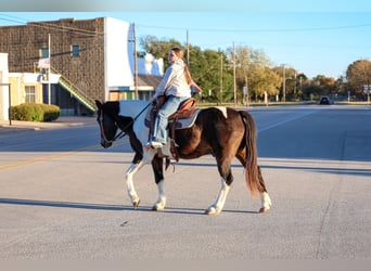 American Quarter Horse, Gelding, 7 years, 13,3 hh, Pinto