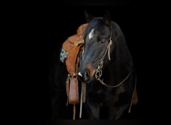 American Quarter Horse, Gelding, 7 years, 14.1 hh, Brown