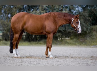 American Quarter Horse, Gelding, 7 years, 14.1 hh, Chestnut-Red