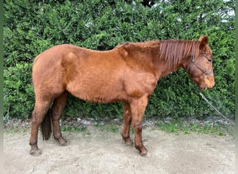 American Quarter Horse, Gelding, 7 years, 14.1 hh, Chestnut-Red