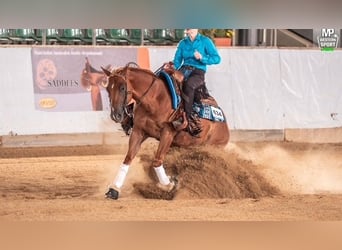 American Quarter Horse, Gelding, 7 years, 14.1 hh, Chestnut
