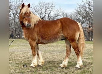American Quarter Horse, Gelding, 7 years, 14.1 hh, Chestnut