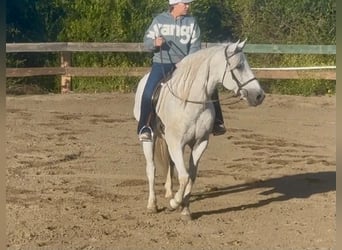 American Quarter Horse, Gelding, 7 years, 14.1 hh, Grey