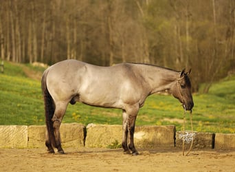American Quarter Horse, Gelding, 7 years, 14.1 hh, Grullo