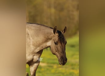 American Quarter Horse, Gelding, 7 years, 14.1 hh, Grullo