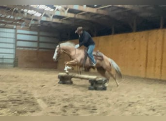 American Quarter Horse, Gelding, 7 years, 14,1 hh, Palomino