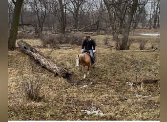 American Quarter Horse, Gelding, 7 years, 14,1 hh, Palomino