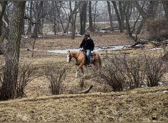 American Quarter Horse, Gelding, 7 years, 14,1 hh, Palomino