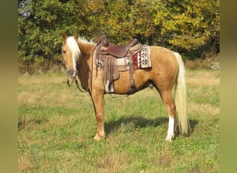 American Quarter Horse, Gelding, 7 years, 14.1 hh, Palomino