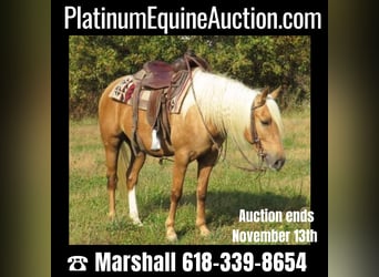 American Quarter Horse, Gelding, 7 years, 14.1 hh, Palomino