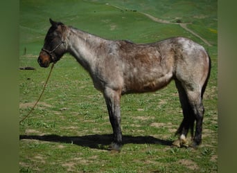 American Quarter Horse, Gelding, 7 years, 14,1 hh, Roan-Bay