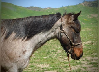 American Quarter Horse, Gelding, 7 years, 14.1 hh, Roan-Bay