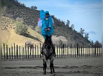 American Quarter Horse, Gelding, 7 years, 14.1 hh, Roan-Bay