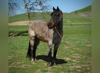 American Quarter Horse, Gelding, 7 years, 14.1 hh, Roan-Bay