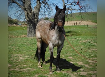 American Quarter Horse, Gelding, 7 years, 14.1 hh, Roan-Bay