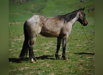 American Quarter Horse, Gelding, 7 years, 14.1 hh, Roan-Bay