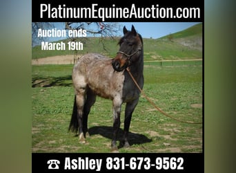 American Quarter Horse, Gelding, 7 years, 14.1 hh, Roan-Bay