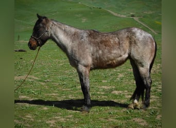 American Quarter Horse, Gelding, 7 years, 14.1 hh, Roan-Bay