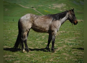 American Quarter Horse, Gelding, 7 years, 14.1 hh, Roan-Bay